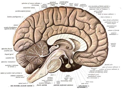 Estructura Del Cerebro Humano Anatomia Del Cerebro Humano Estructura ...