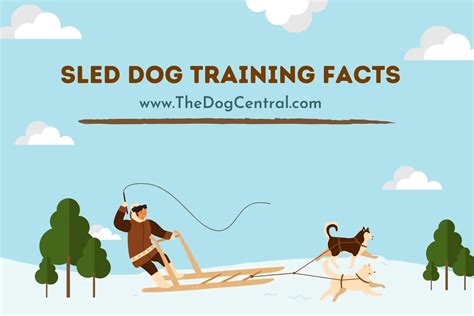 Sled Dog Training Facts | The Dog Central