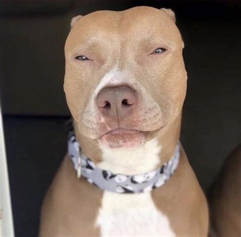 Lightskin Dog https://ift.tt/3kzdWON | Pitbulls, Pitbull dog, Pitbull puppies