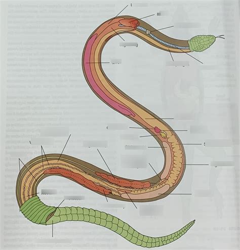 Snake anatomy Diagram | Quizlet