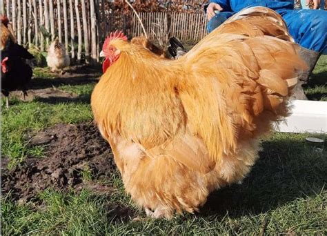 8 Best Broody Chicken Breeds (with Pictures)