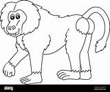 The Baboon Colouring Pages Sketch Coloring Page sketch template