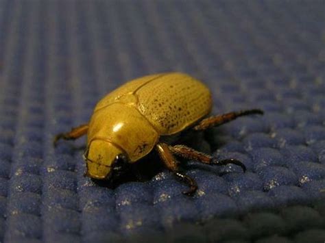 Christmas Beetle (Anoplognathus pallidicollis)