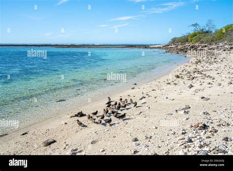 Coral lagoon surrounding Lady Elliot Island, Great Barrier Reef, Queensland, Australia Stock ...