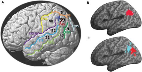 The Angular Gyrus: Multiple Functions and Multiple Subdivisions ...