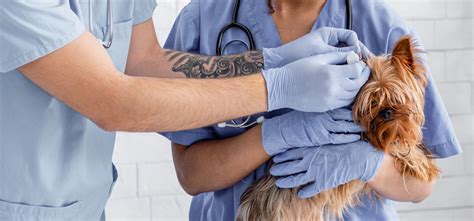 Veterinarian Clinic Phenix City - Emergency Vet And Pet Clinic Near Me