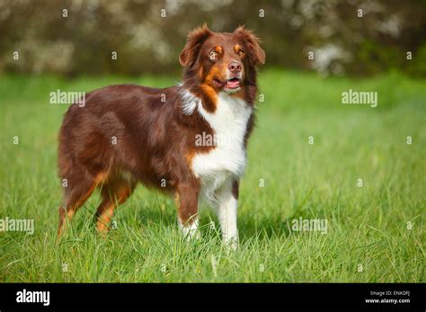 Australian Shepherd, red-tri|Australian Shepherd, Ruede, red-tri Stock ...