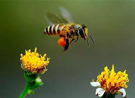 Asian Honey Bees Defend Colony By Teaming Up & Shaking Their Bellies | Asian Scientist Magazine ...