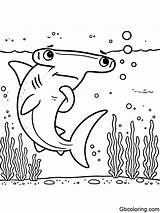 Free Printable Shark Coloring Pages For Kids  GBcoloring sketch template