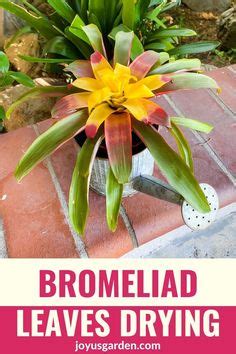 140 Bromeliads | Bromeliad Care Tips ideas in 2023 | bromeliads, plants ...