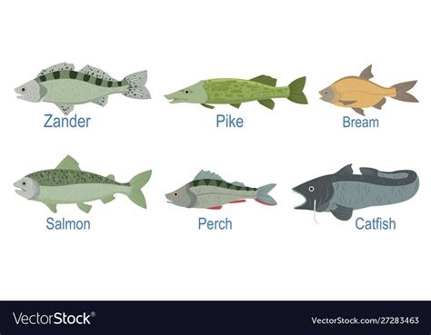 Collection fish species with name subscription Vector Image