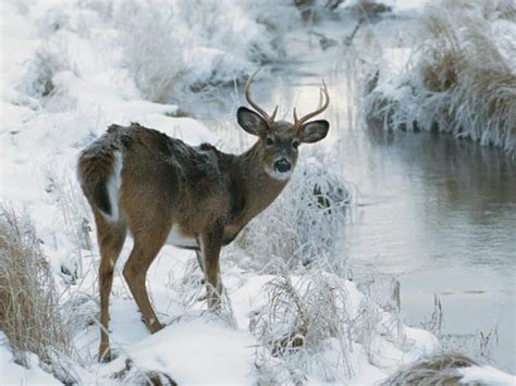 🔥 [40+] Winter Deer Wallpapers Backgrounds | WallpaperSafari