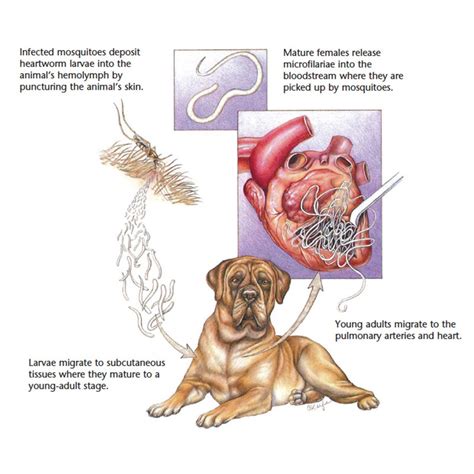 Symptoms & Treatment for Heartworm in Cats & Dogs