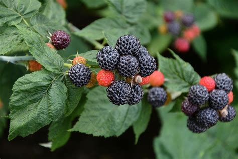 Blackhawk Floricane Producing Organic Black Raspberry - Backyard Berry Plants