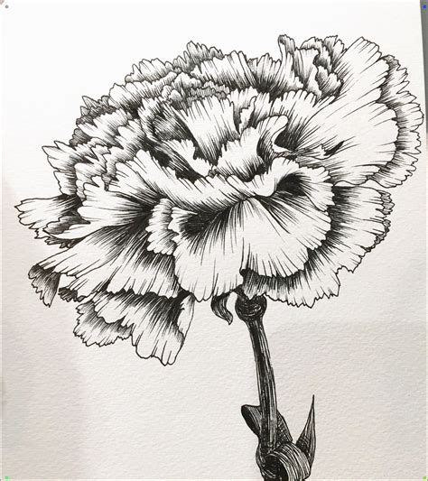 Hand Drawing By Hanna Chung A Carnation | Carnation drawing, Carnation flower tattoo, Floral ...