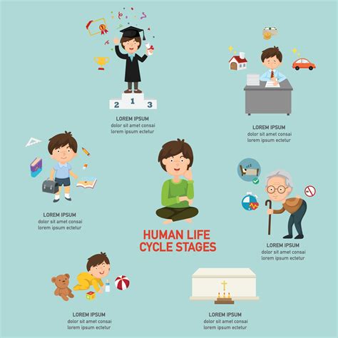 Human Life Cycle Stages