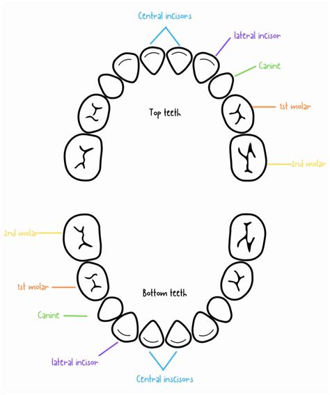 Teeth Brushing Printable, Kids Dental Health, Dental Hygiene, Preschool Teeth Brushing, Toot ...