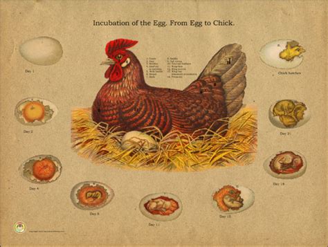 Chicken Egg Incubation Chart - Clinical Charts and Supplies