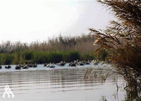 Governmental efforts to declare 4 new areas as nature reserves » Iraqi ...