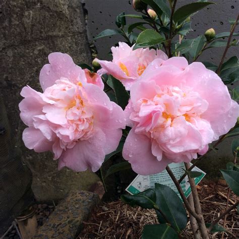 Camellia hybrid High fragrance – Fragrant