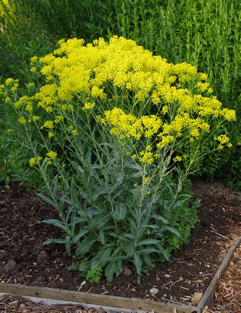 Growing Woad | susan dye