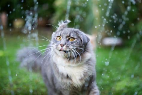 Why Your Maine Coon Not Like Water: Five Causes - MaineCoon.org