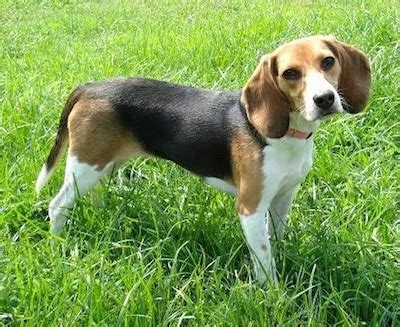 Beagle Dog Breed Information and Pictures