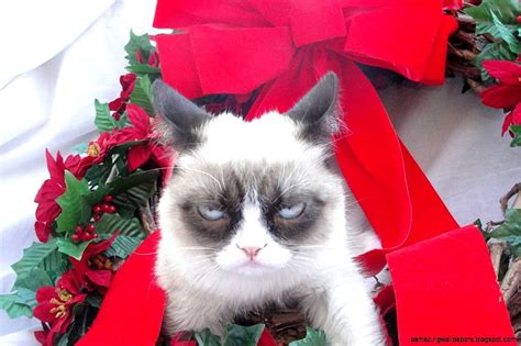 Grumpy Cat Christmas HD wallpaper | Pxfuel