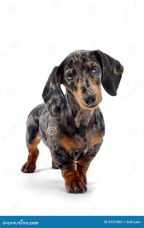 Black And Brown Dachshund Stock Photos - Image: 2131503