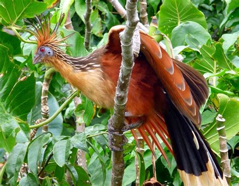 Hoatzin Bird - Pets