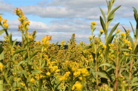 Kentucky State Bird and Flower - Foreign USA