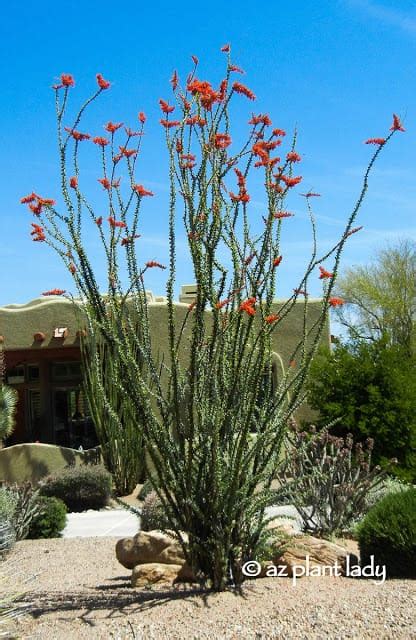 Desert Plants: Saguaro Cactus and Ocotillo | azplantlady.com