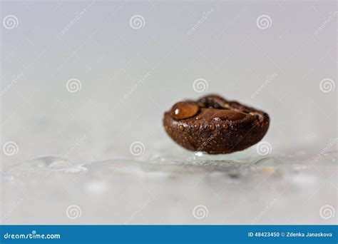 Coffee bean in water stock photo. Image of bean, macro - 48423450