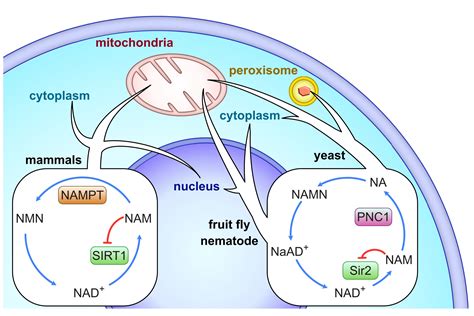 Discovering sirtuin longevity proteins in early branches of animal life