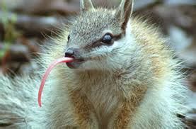 Fun Numbat Facts for Kids