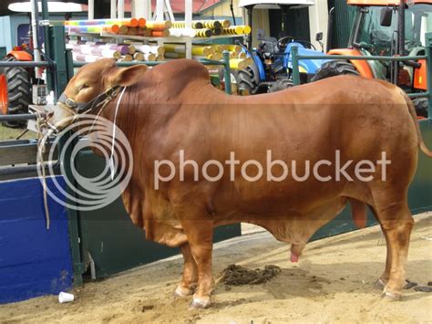 Ekka Photos (Bos Indicus breeds) - CattleToday.com