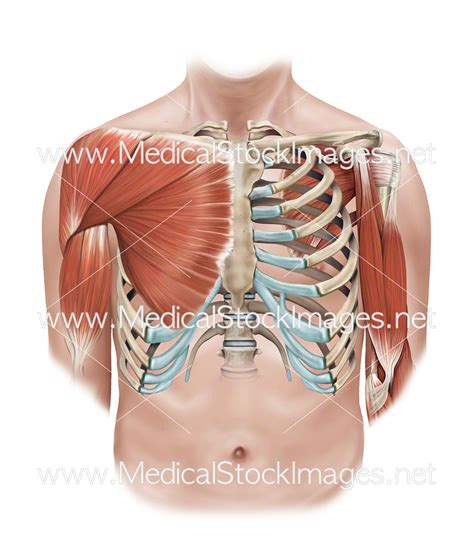 Superficial and Deep Muscles of the Shoulder and Rib Cage – Medical Stock Images Company