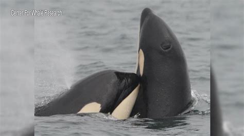 king5.com | Orca calf death prompts call for action