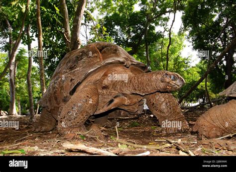 Aldabra giant tortoise, Prison island, Zanzibar, Tanzania Stock Photo ...