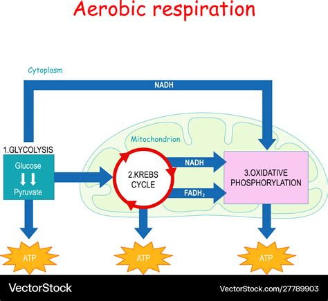 Aerobic respiration and krebs cycle in Royalty Free Vector