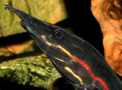 Fire Eel Care: A Comprehensive Guide for Fishkeepers