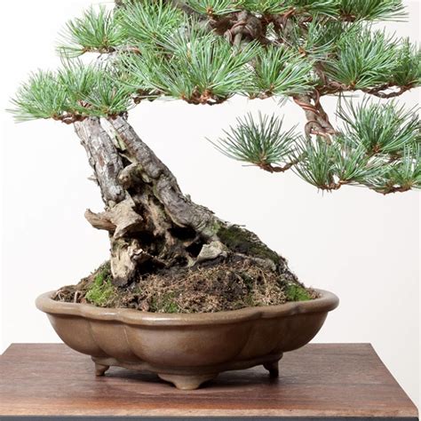 White Pine Bonsai Guide | Bonsai Mirai