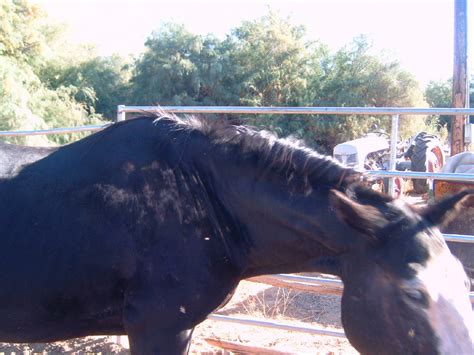 Treatment for Neck Threadworms in Horses – The Critter Depot