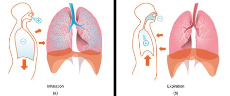 The Mechanics of Human Breathing | Biology for Majors II