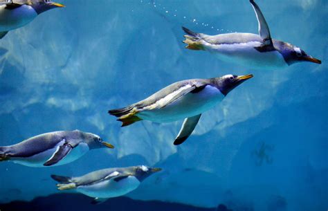 Emperor Penguin Swimming