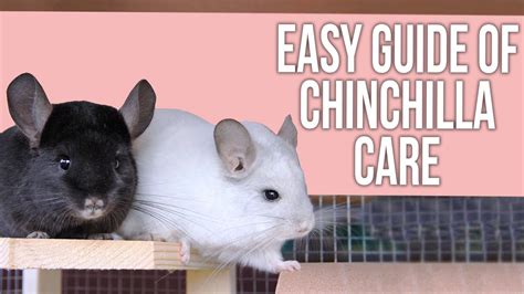 Easy Guide of Chinchilla Care for Beginners - YouTube