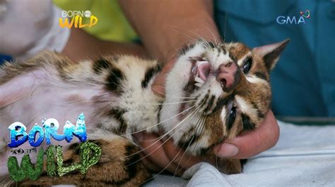 Born to be Wild: Saving the life of an anemic Visayan leopard cat - YouTube