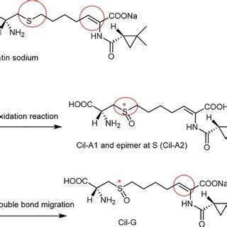 Proposed degradation mechanism of imipenem. | Download Scientific Diagram