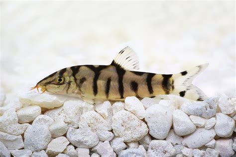 Yoyo Loach (Pakistani Loach) - The Care, Feeding and Breeding of Yoyo Loaches - Aquarium Tidings