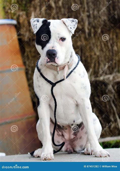 White Pitbull Dog with Black Eye Patch Stock Photo - Image of black ...